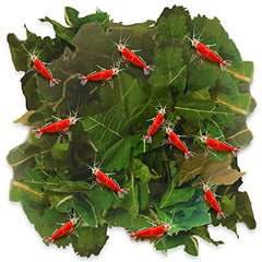 JOR dried shrimp mulberry leaves pack ready for shrimp feeding and water conditioning.
