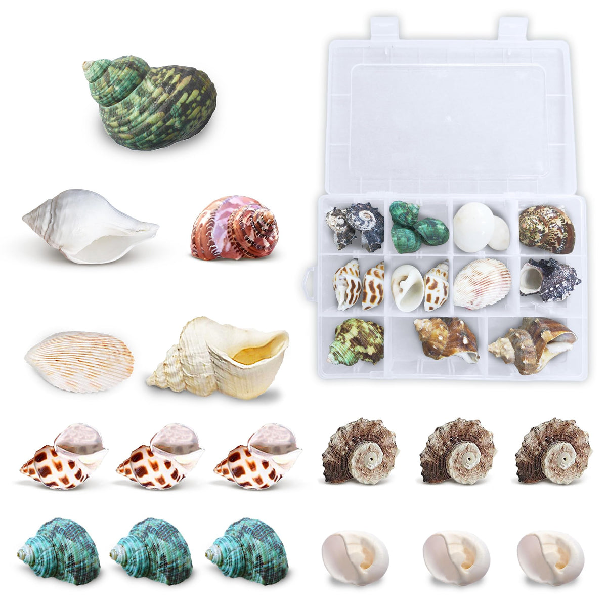 JOR Hermit Crab Shells 17-piece set provides varied homes for enriched habitats