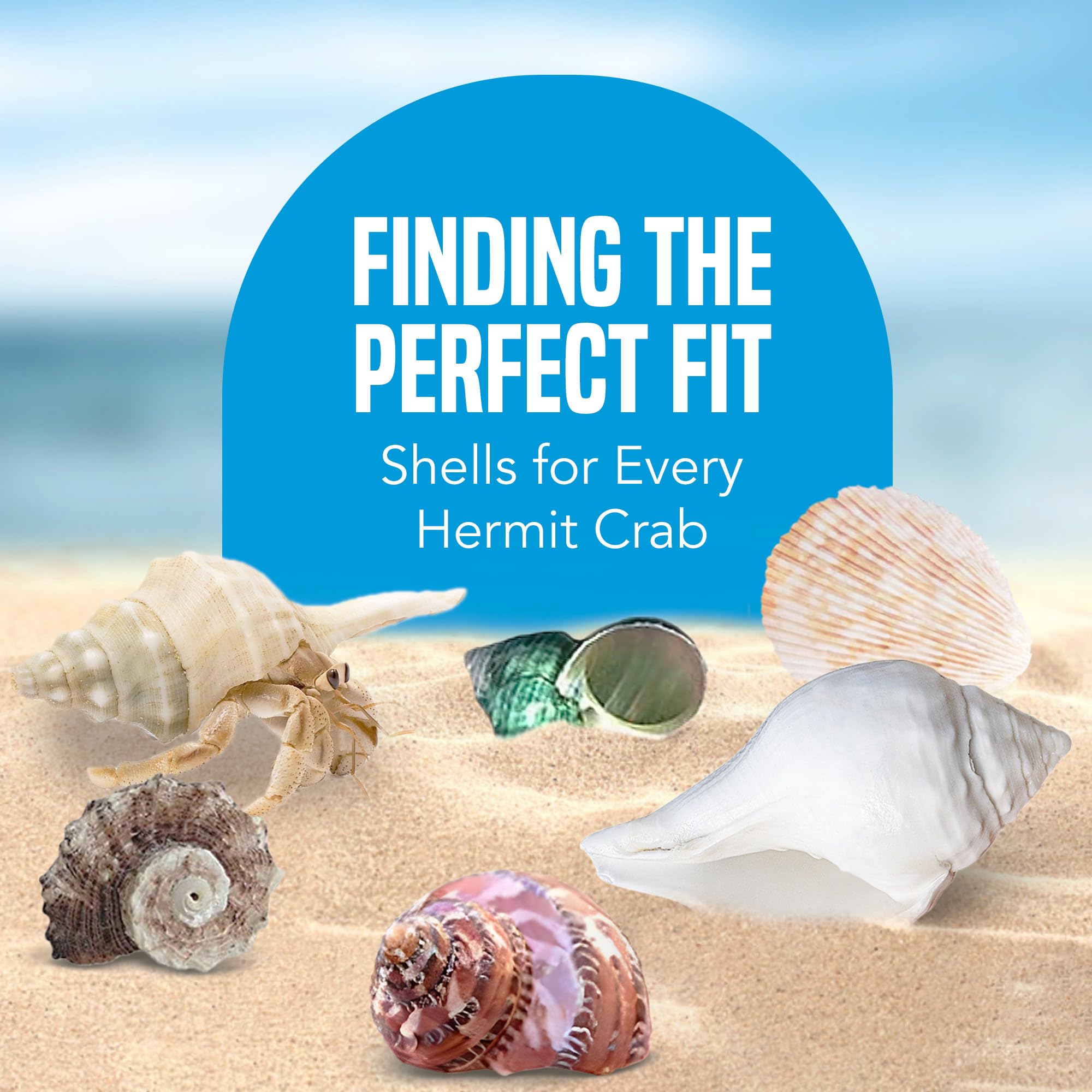 JOR Hermit Crab Shells growth-friendly shells support smooth growth transitions