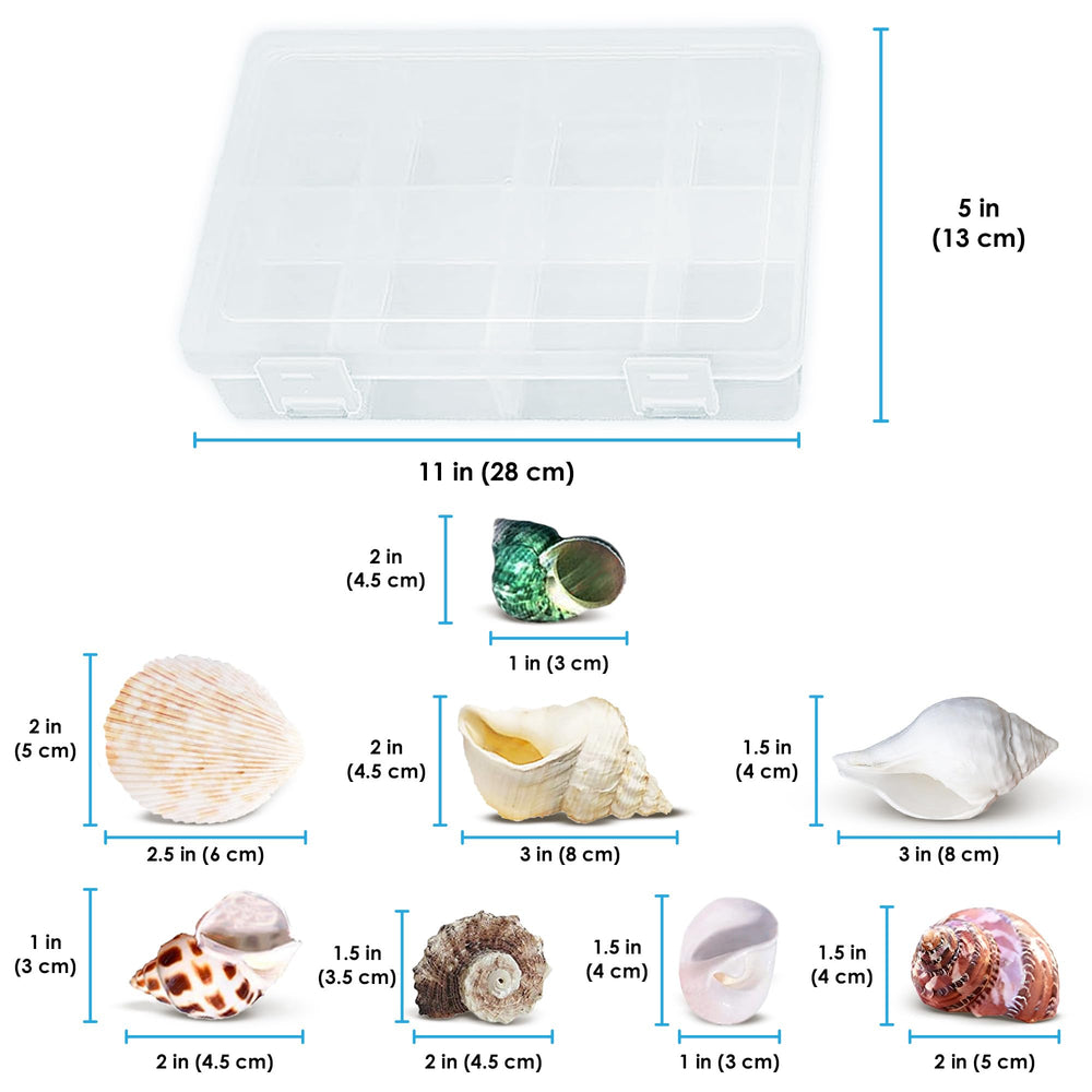 JOR Hermit Crab Shells storage container keeps shells organized and protected