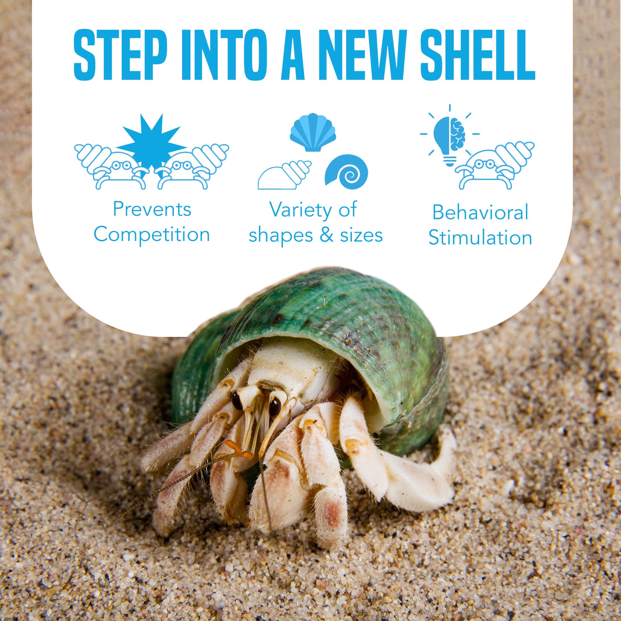 JOR Hermit Crab Shells show diverse shapes and sizes for exploration and shelter