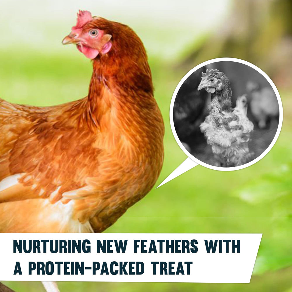 JOR mealworms for bearded dragons and turtles show crunchy protein for reptiles.