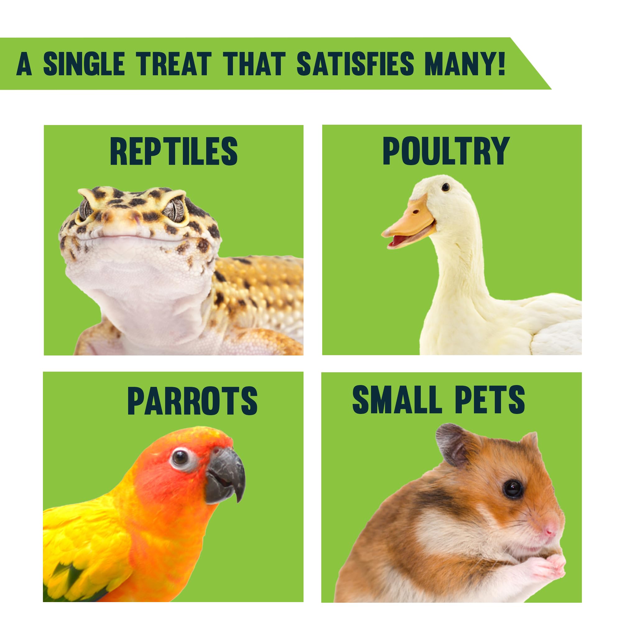 JOR mealworms as a fish treat offer a protein source for koi and goldfish.