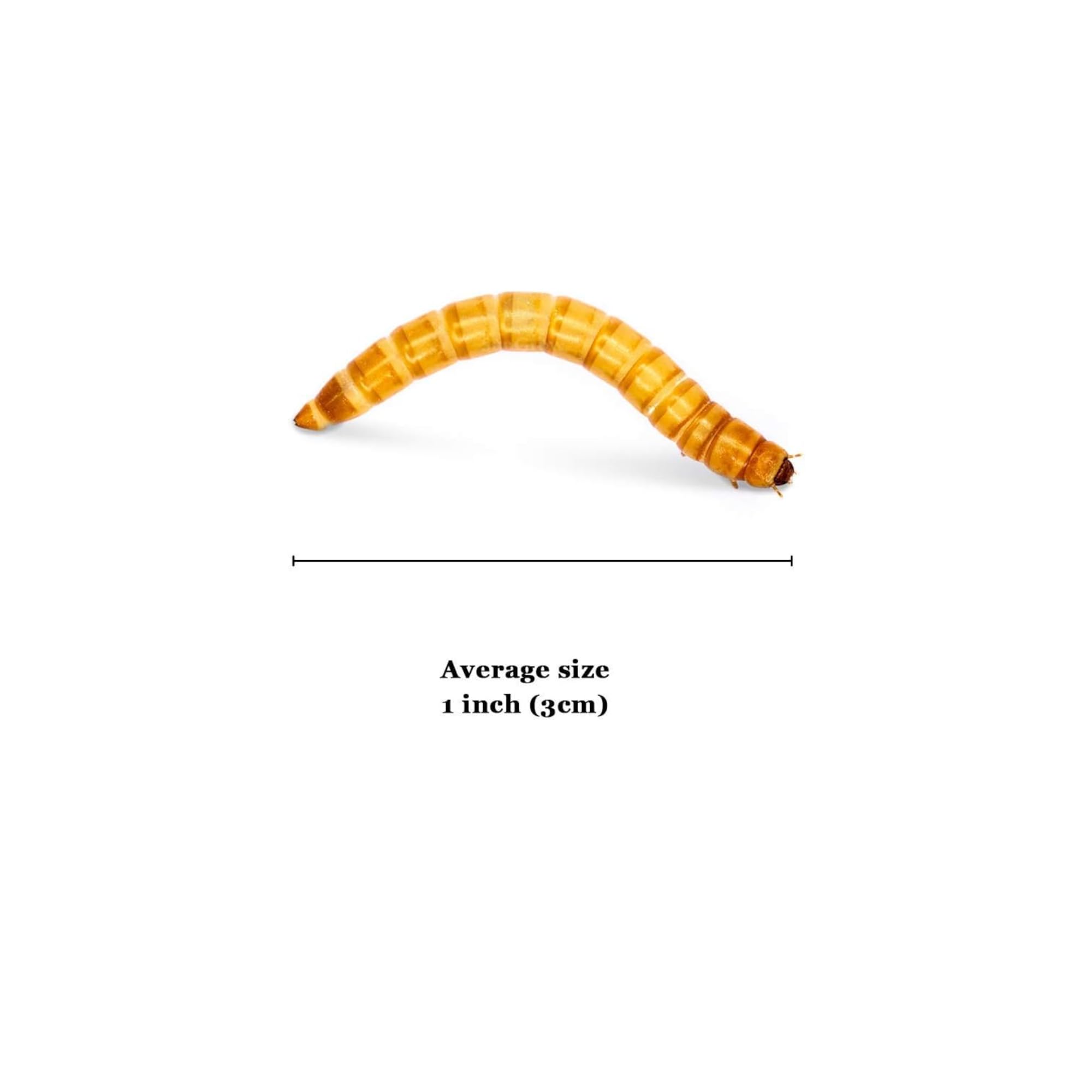 JOR mealworms for snakes and lizards demonstrate versatile protein for various species.