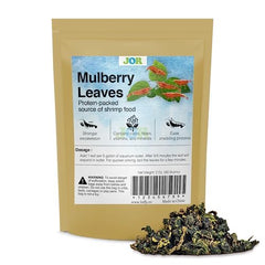 JOR mulberry leaves in tank attract shrimp and support natural behavior.
