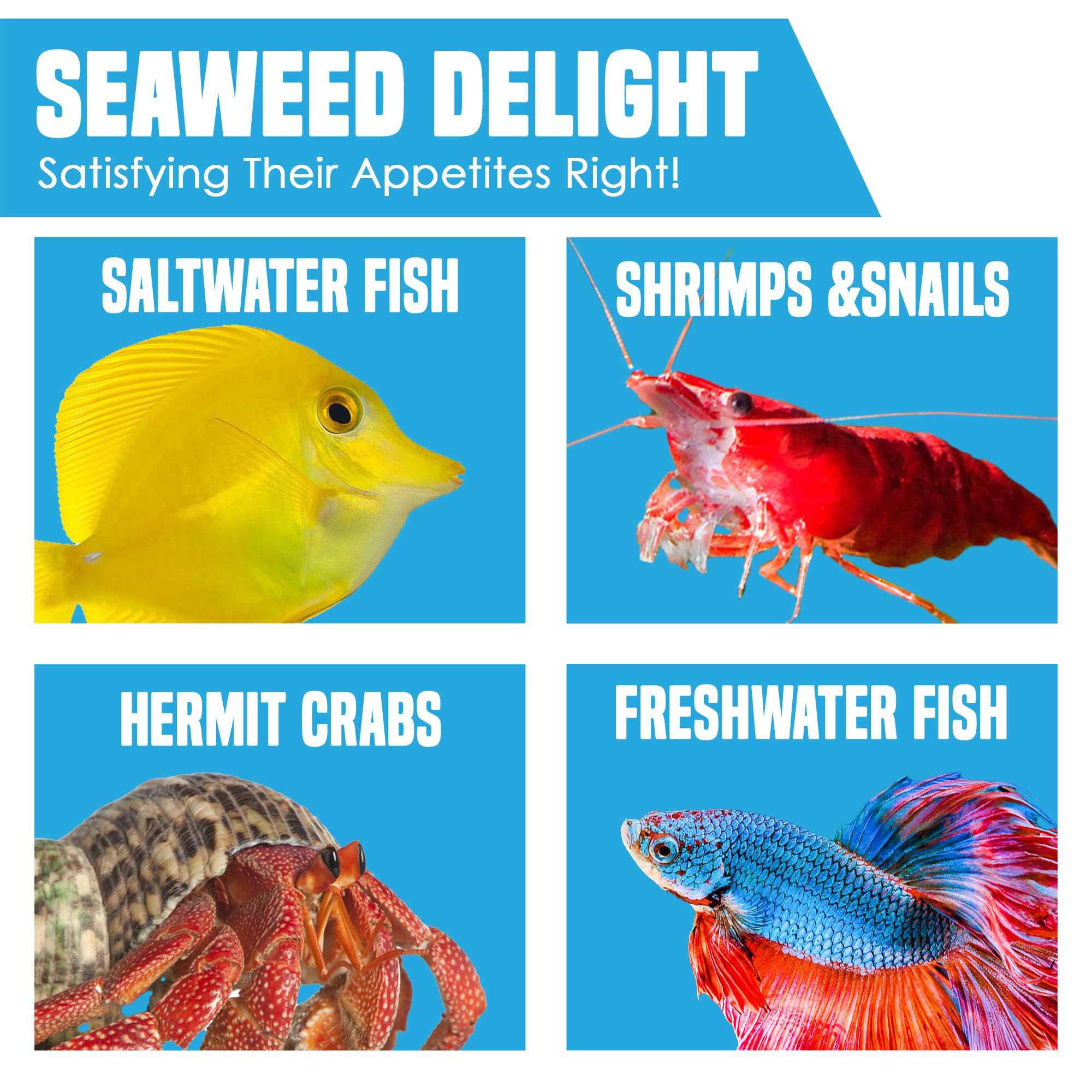 JOR seaweed sheets bottom feeders such as plecos and shrimp enjoy palatable grazing.