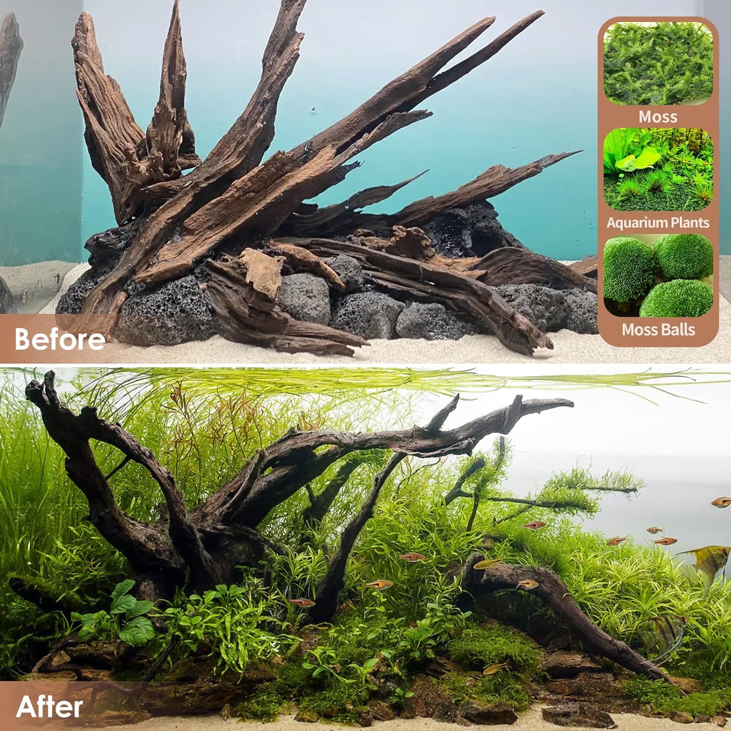 Jorewood driftwood closeup shows porous texture and habitat detail