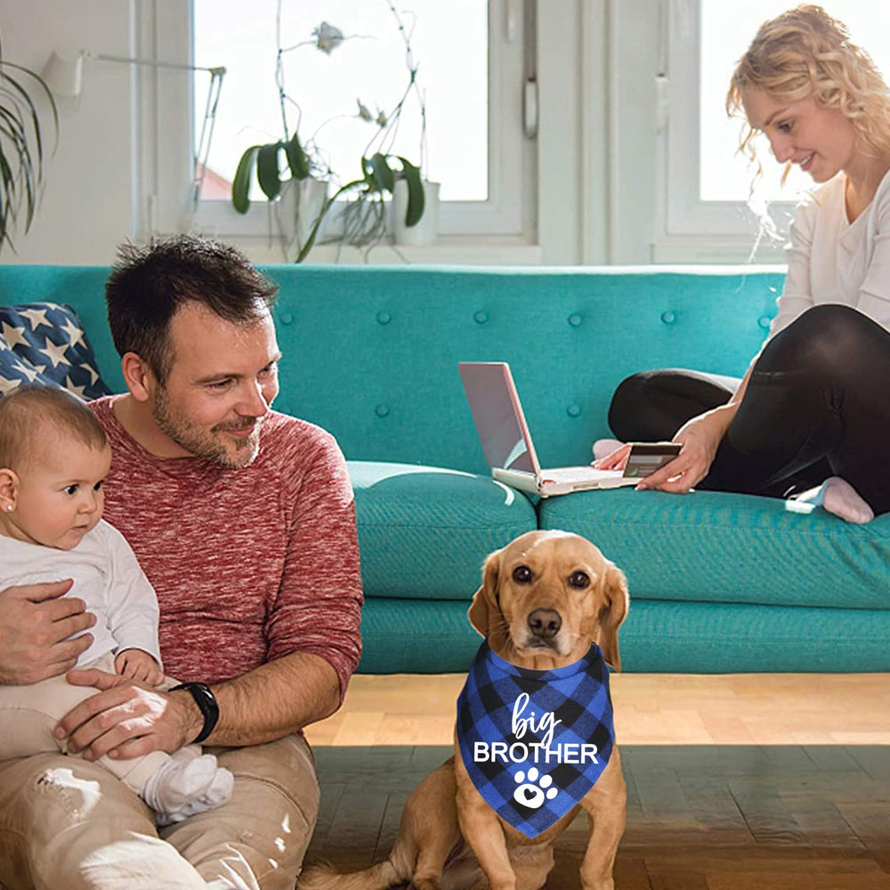 JOTFA big brother dog bandana worn blue plaid showcases pregnancy reveal moments.