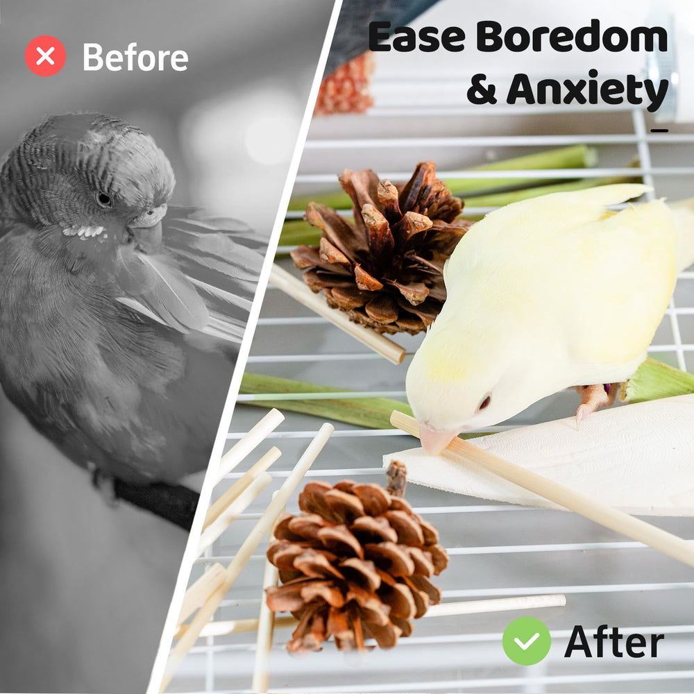 JOUSONTY cuttlebone included image highlighting natural calcium source for birds.