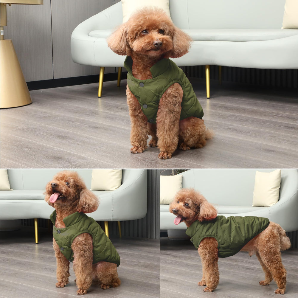 JoyDaog green lifestyle image displays versatile winter wear for small dogs