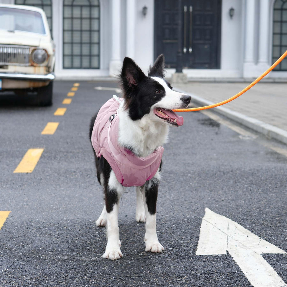 JoyDaog metal snaps provide easy on-and-off access