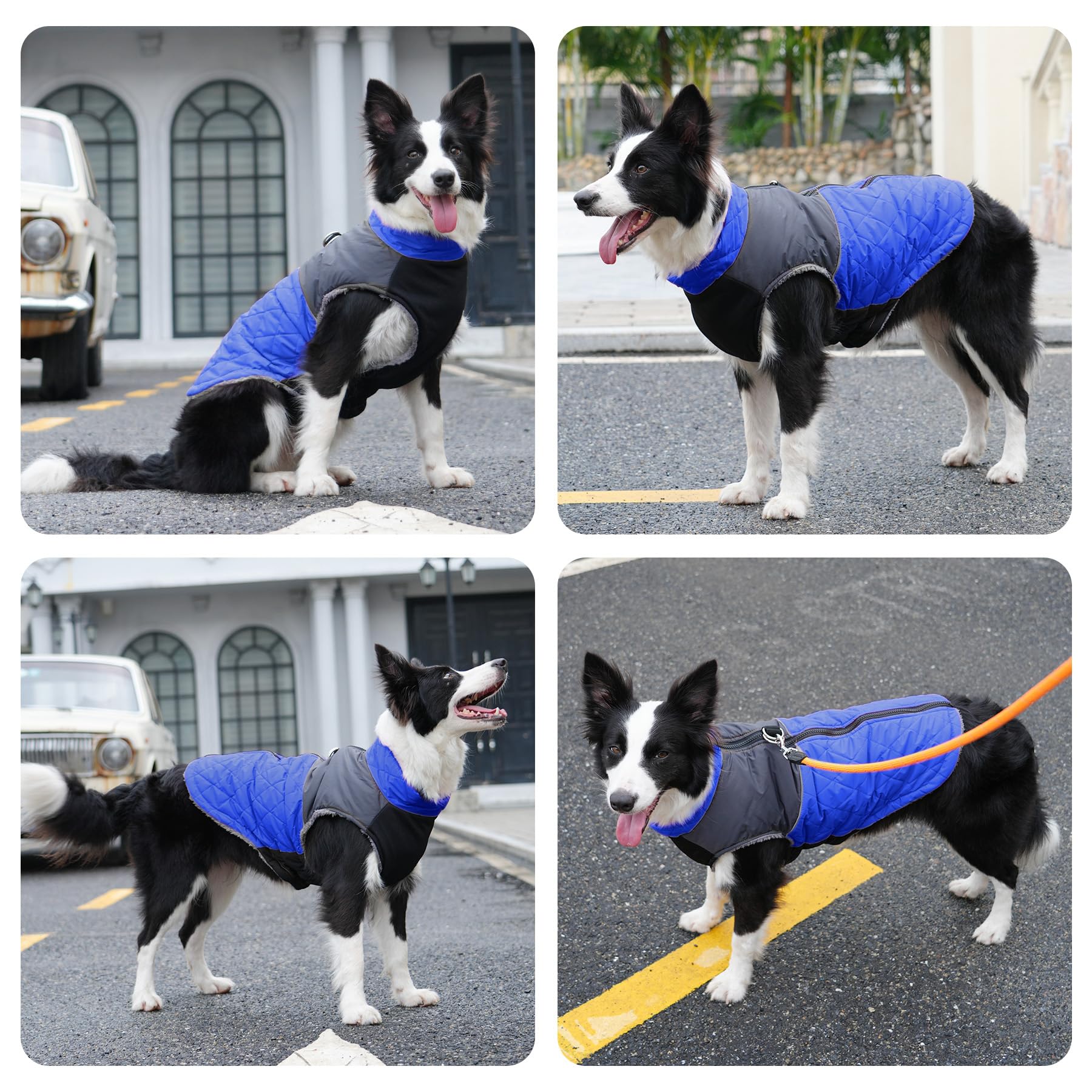 JoyDaog size L chest measurement guide to ensure proper fit