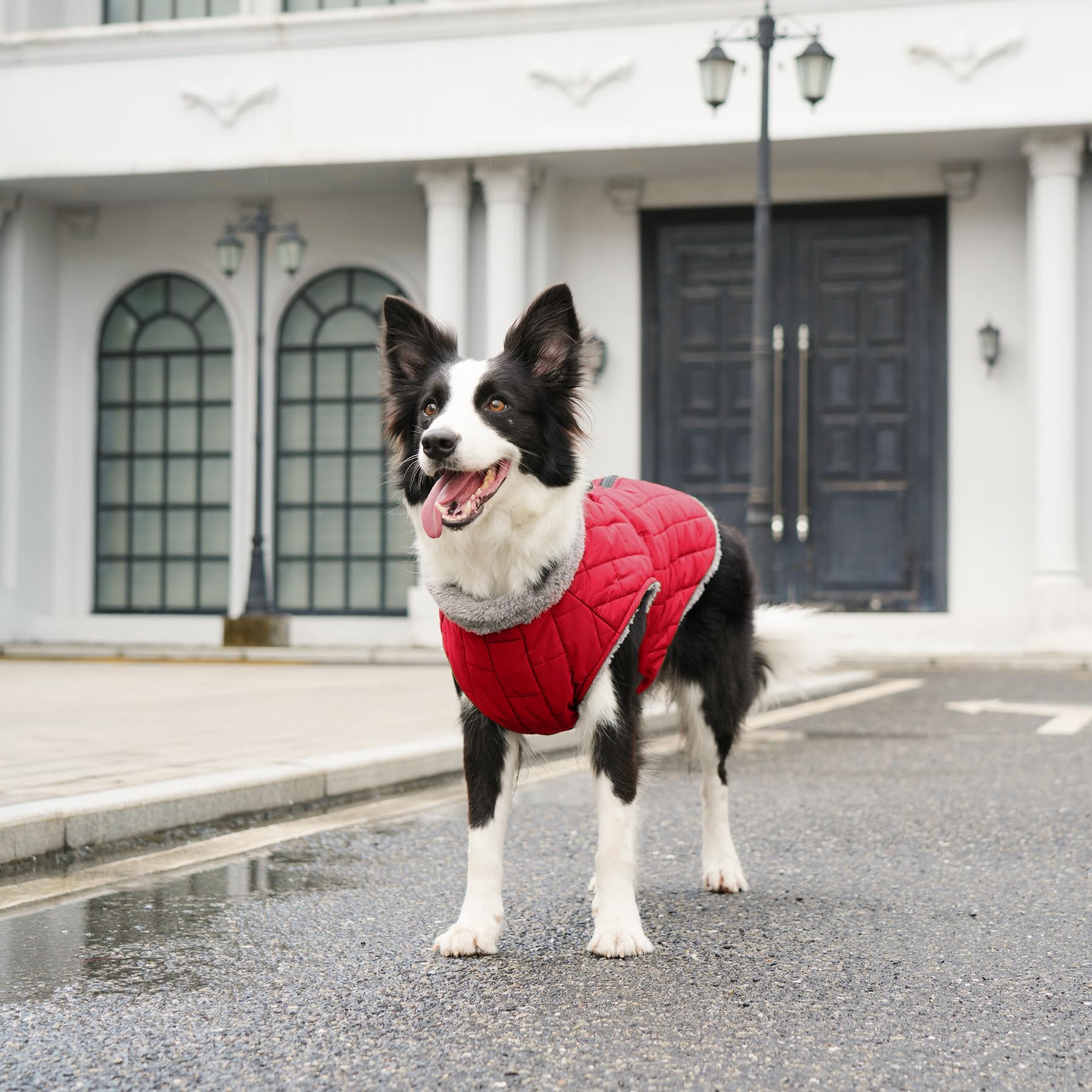 JoyDaog red coat ready for winter walks and high visibility