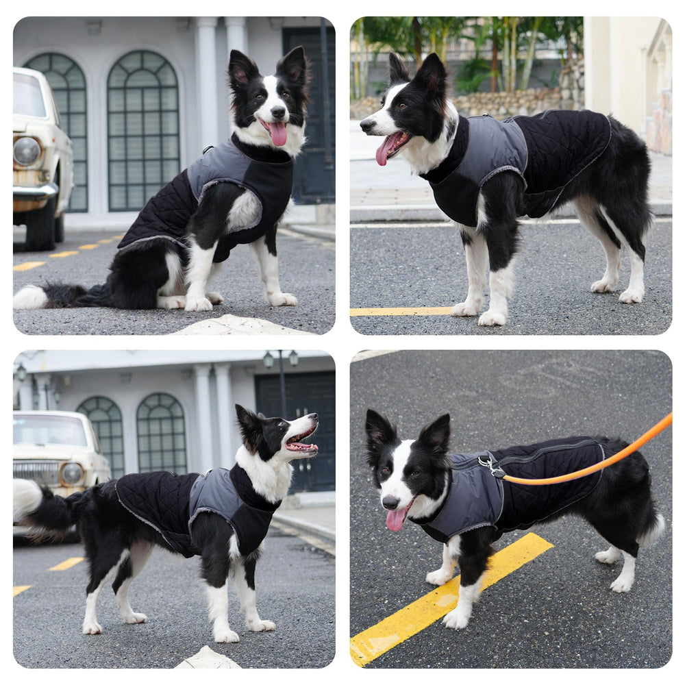 JoyDaog black with red grey colorblock style