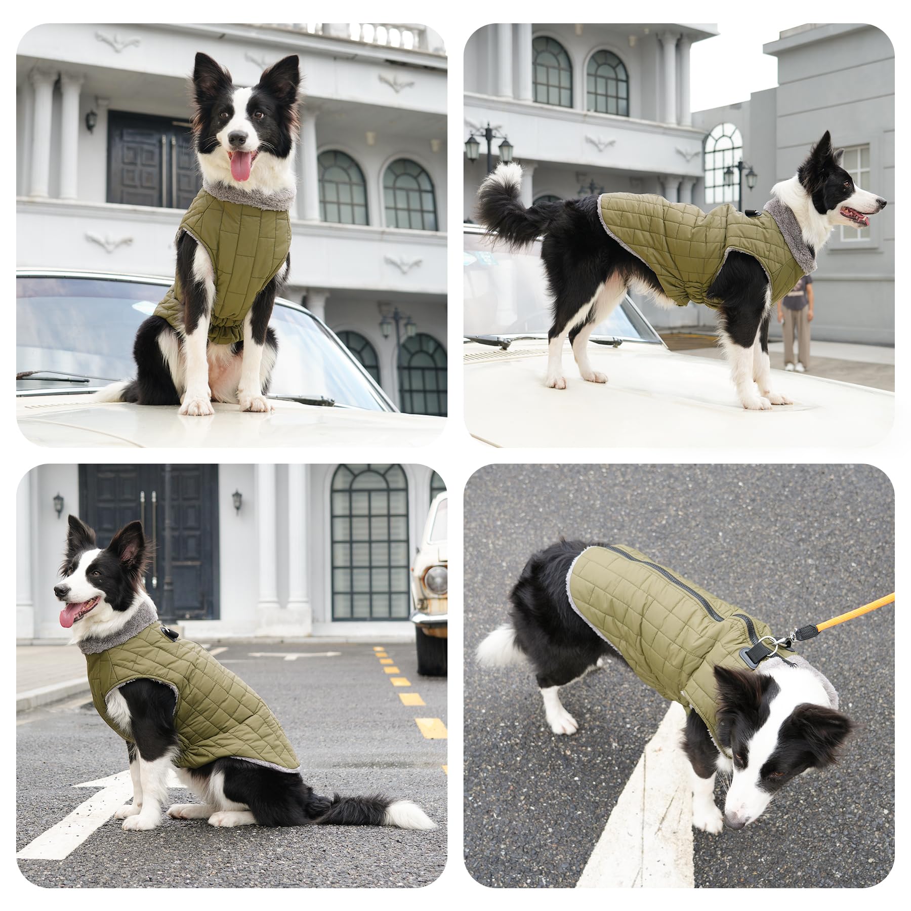 JoyDaog suited for small dogs with precise chest measurements.