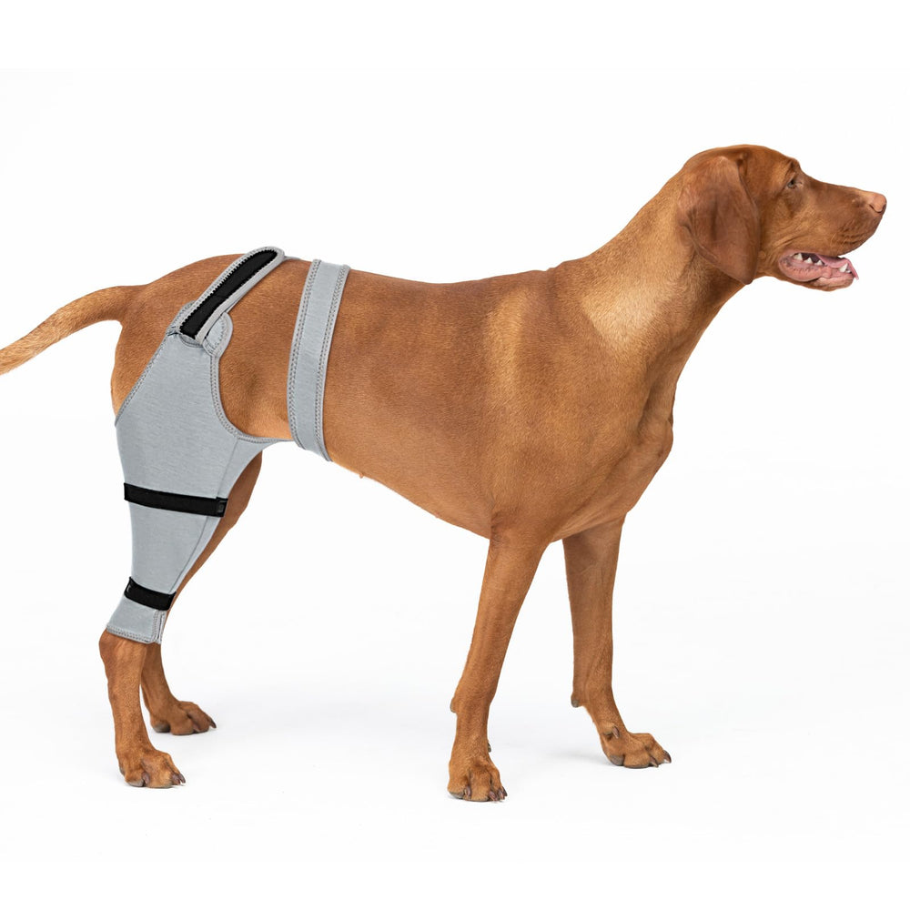 Joypig dog rear leg sleeve with wound protection keeps stitches safe during daily activity.