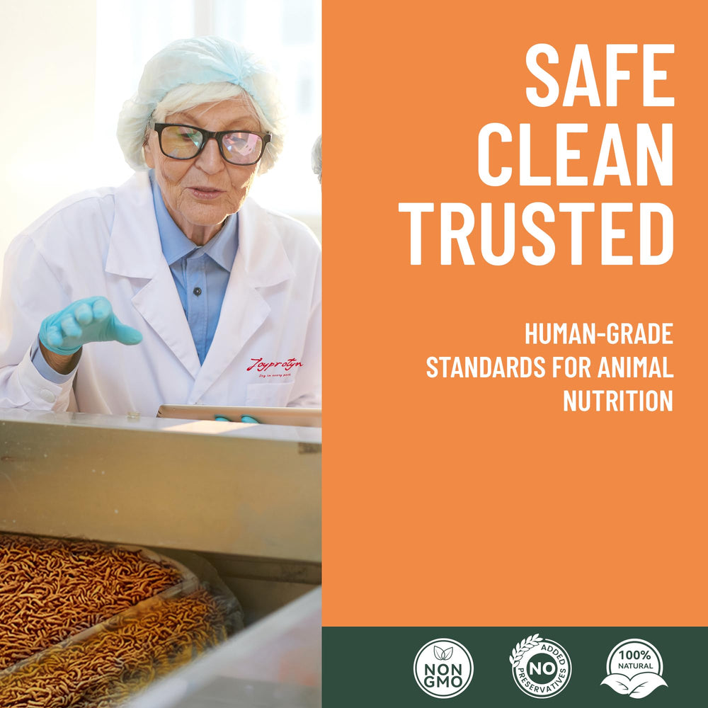 Joyprotyn BSFL produced on plant-based feed promoting sustainable farming