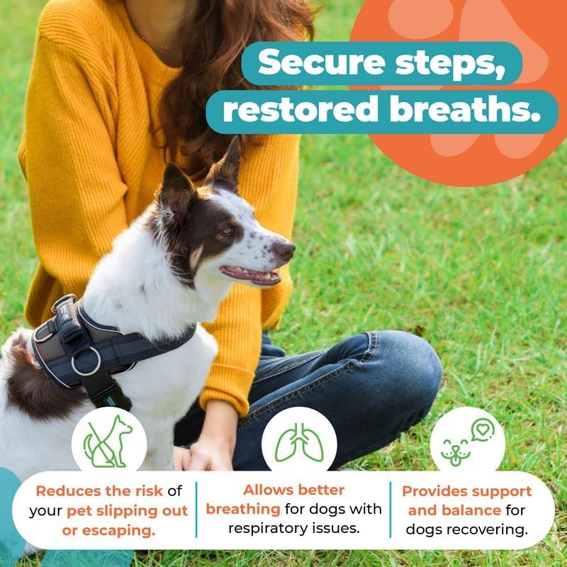 Joyride Harness 2.0 three leash clips offer versatile setup for training and walking.