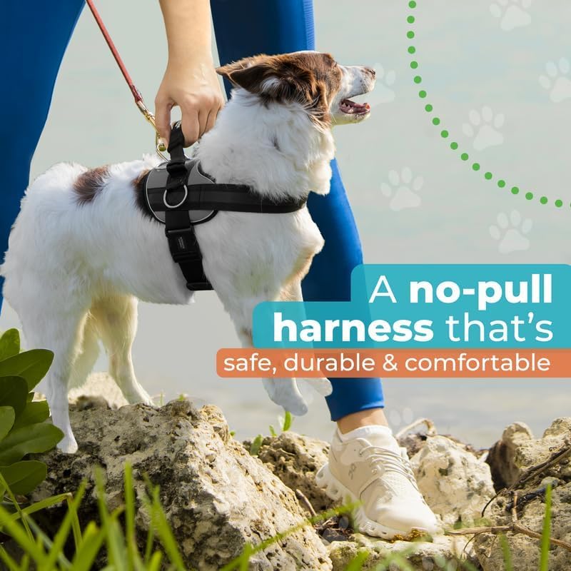 Joyride Harness 2.0 veterinarian-approved design supports safe, comfortable training.