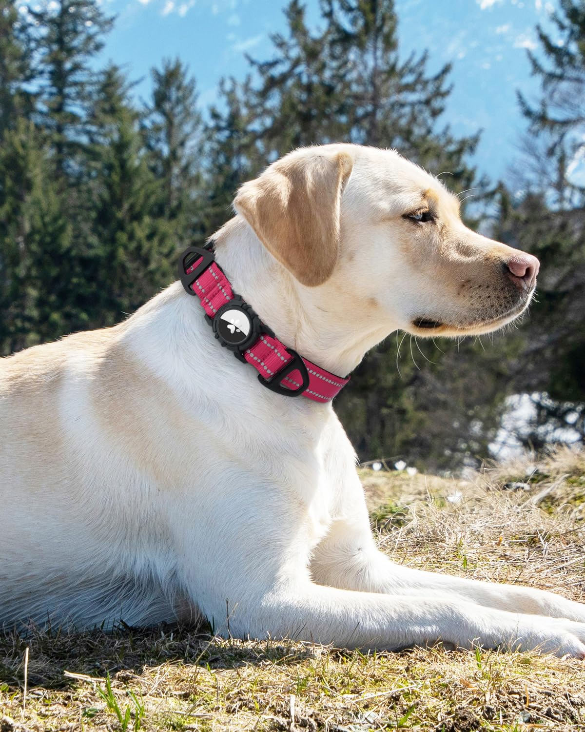 Joytale Airtag Dog Collar medium hotpink fit with stylish look