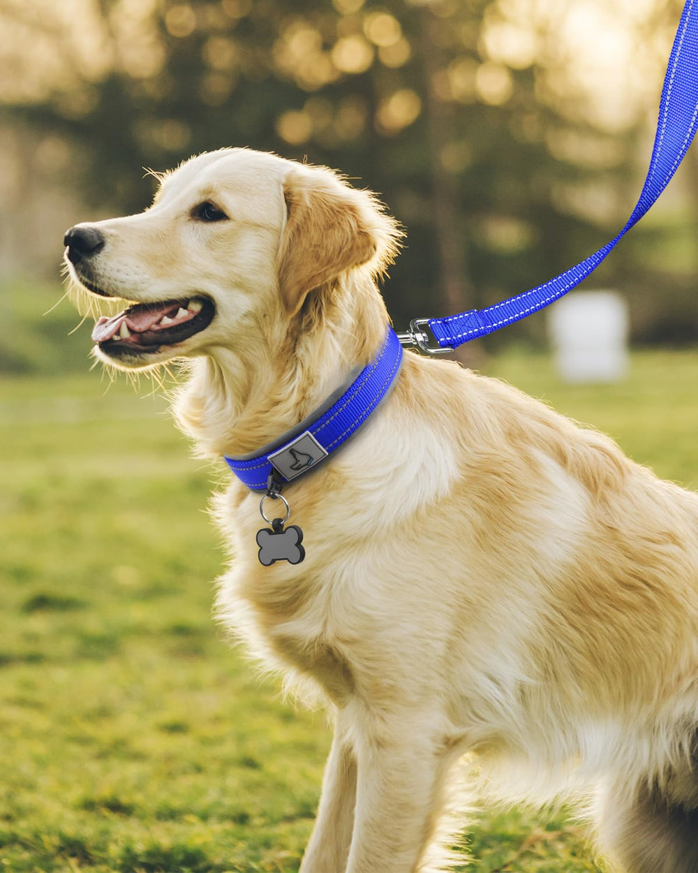 Joytale heavy-duty metal buckle collar designed to withstand strong pulling.
