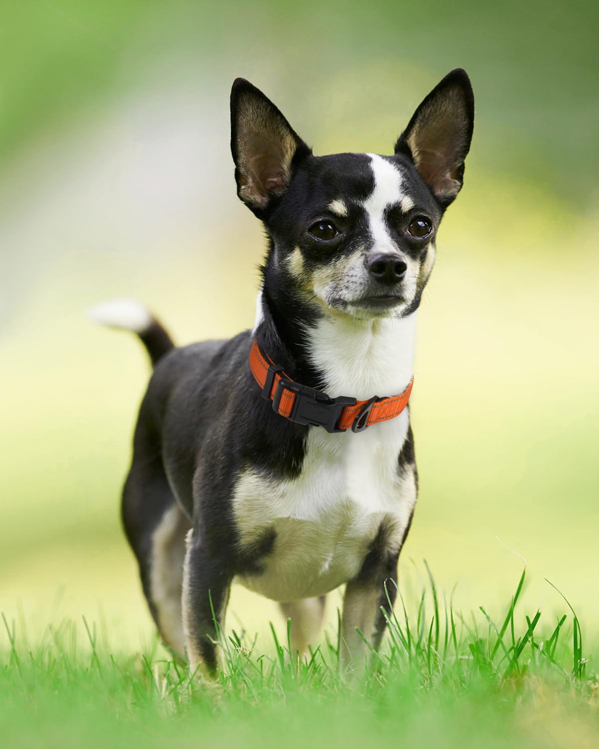 Joytale dog collar hiking and swimming-ready for versatile adventures