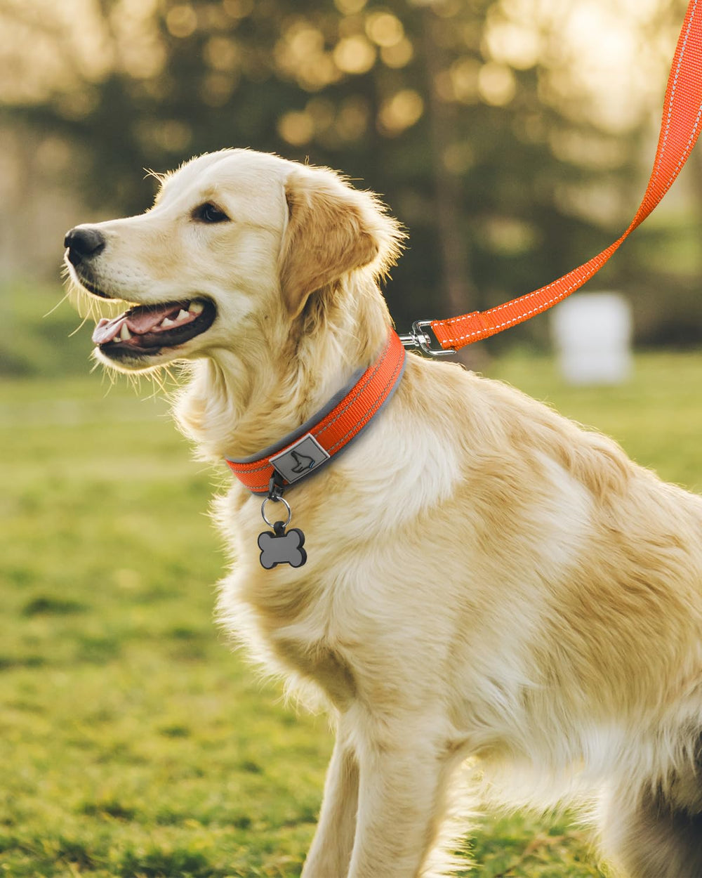 Joytale heavy-duty dog collar with durable metal belt buckle for active dogs.