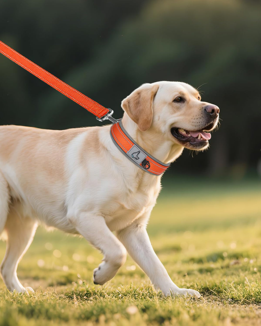 Joytale collar's quick-dry neoprene padding resists odors for easy upkeep.