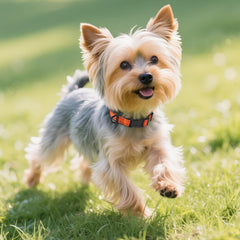 Joytale dog collar orange XS adjustable length demonstrates easy resizing