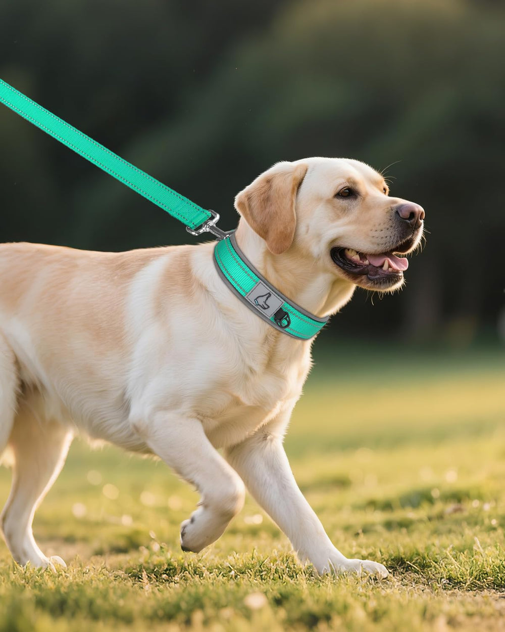 Joytale dog collar sizing chart teal helps find the fit