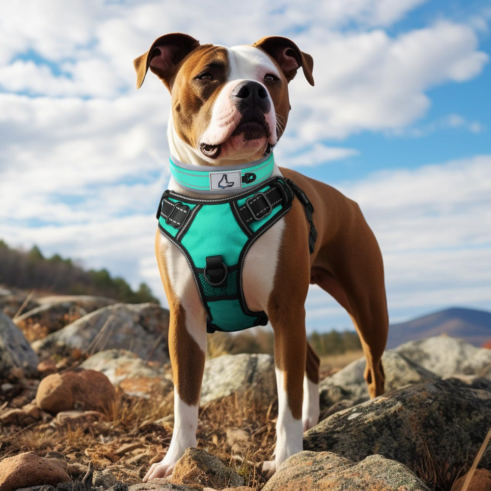 Joytale teal dog collar with reflective stitching for 360° night visibility.