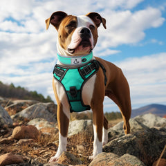 Joytale teal dog collar with reflective stitching for 360° night visibility.