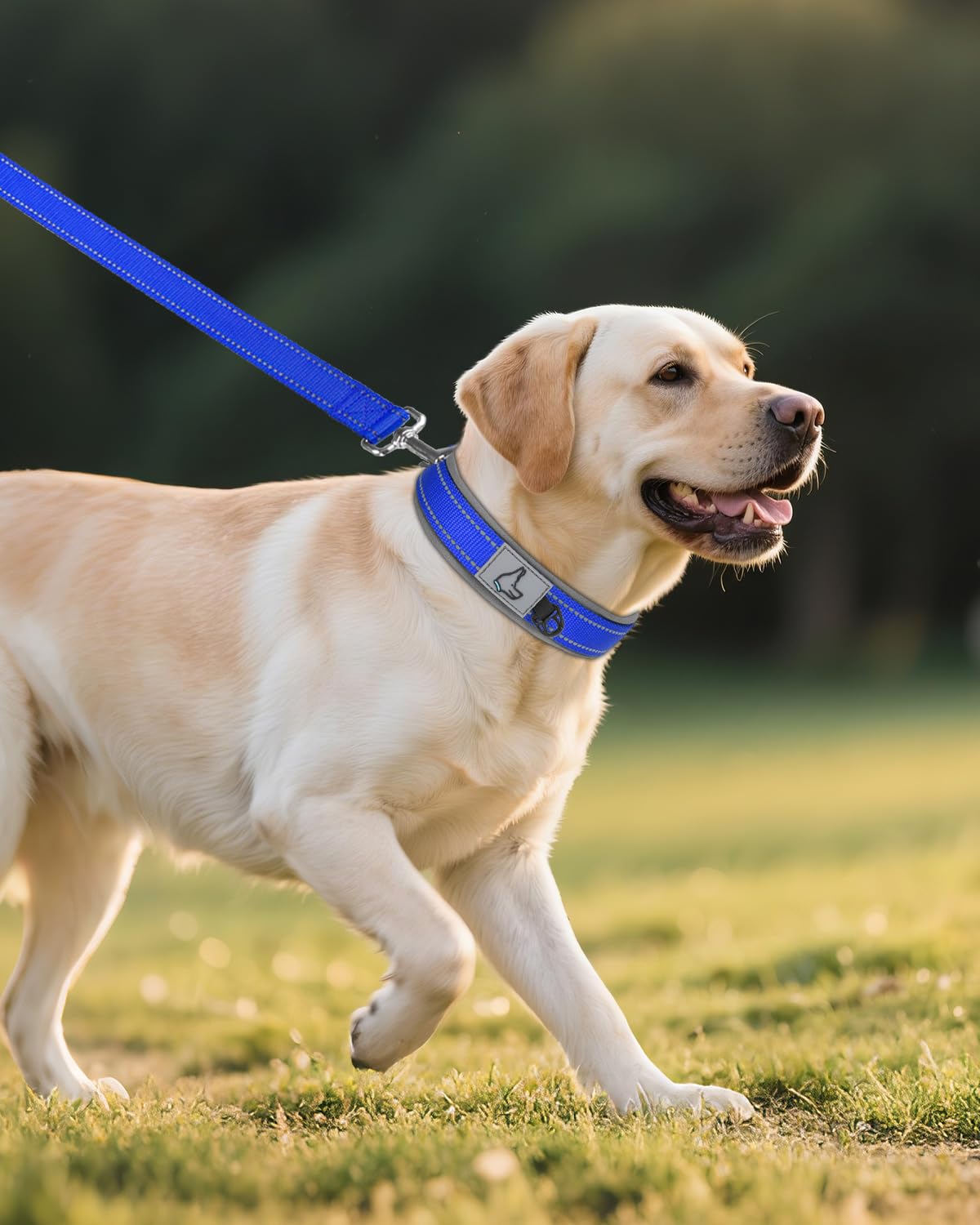Joytale odor-resistant padding collar suitable for water and active play.