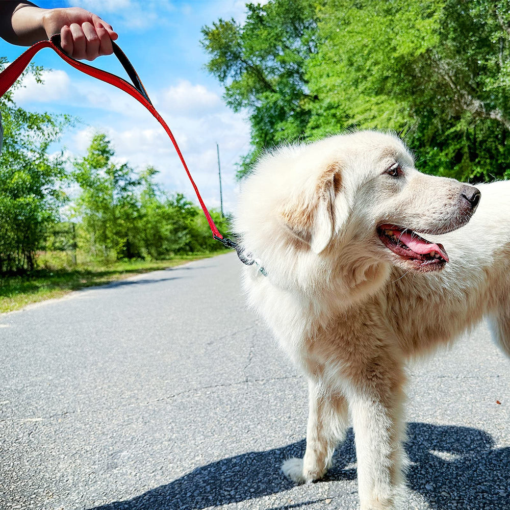 Joytale leash shows double-sided reflective stitching for night safety.