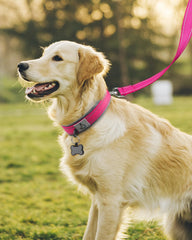 Joytale heavy-duty dog collar features a durable metal buckle for secure control.