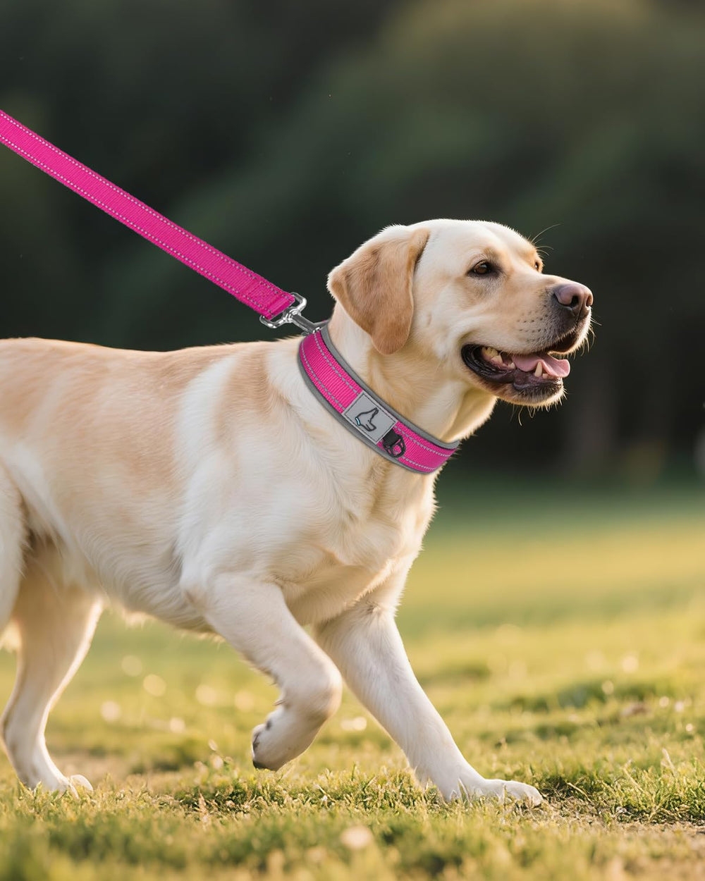 Joytale collar includes an ID tag loop for easy identification and accessories.