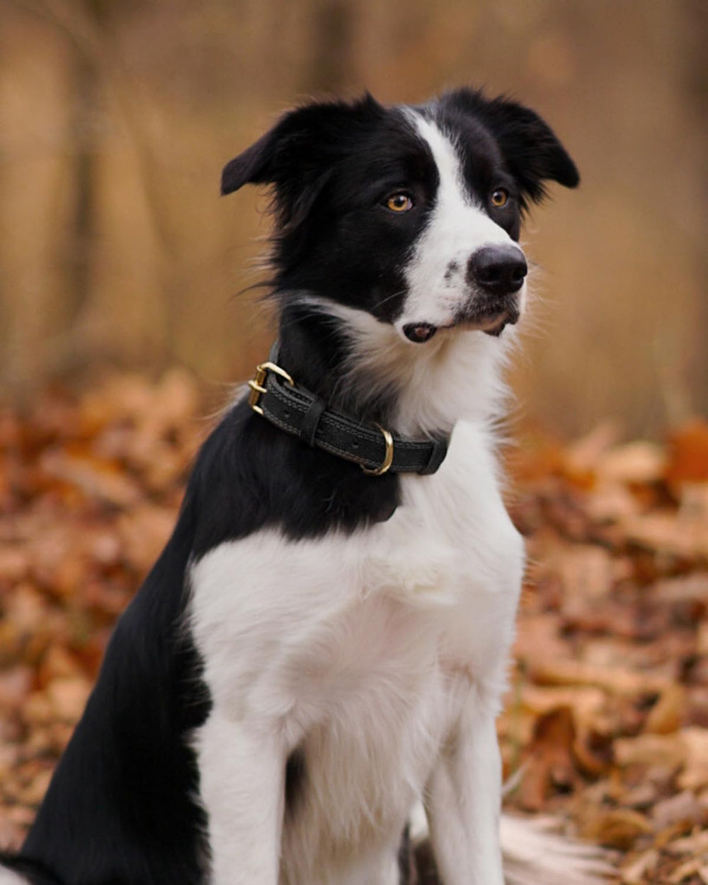 Joytale leather collar paired with leash for a coordinated, stylish walking setup.