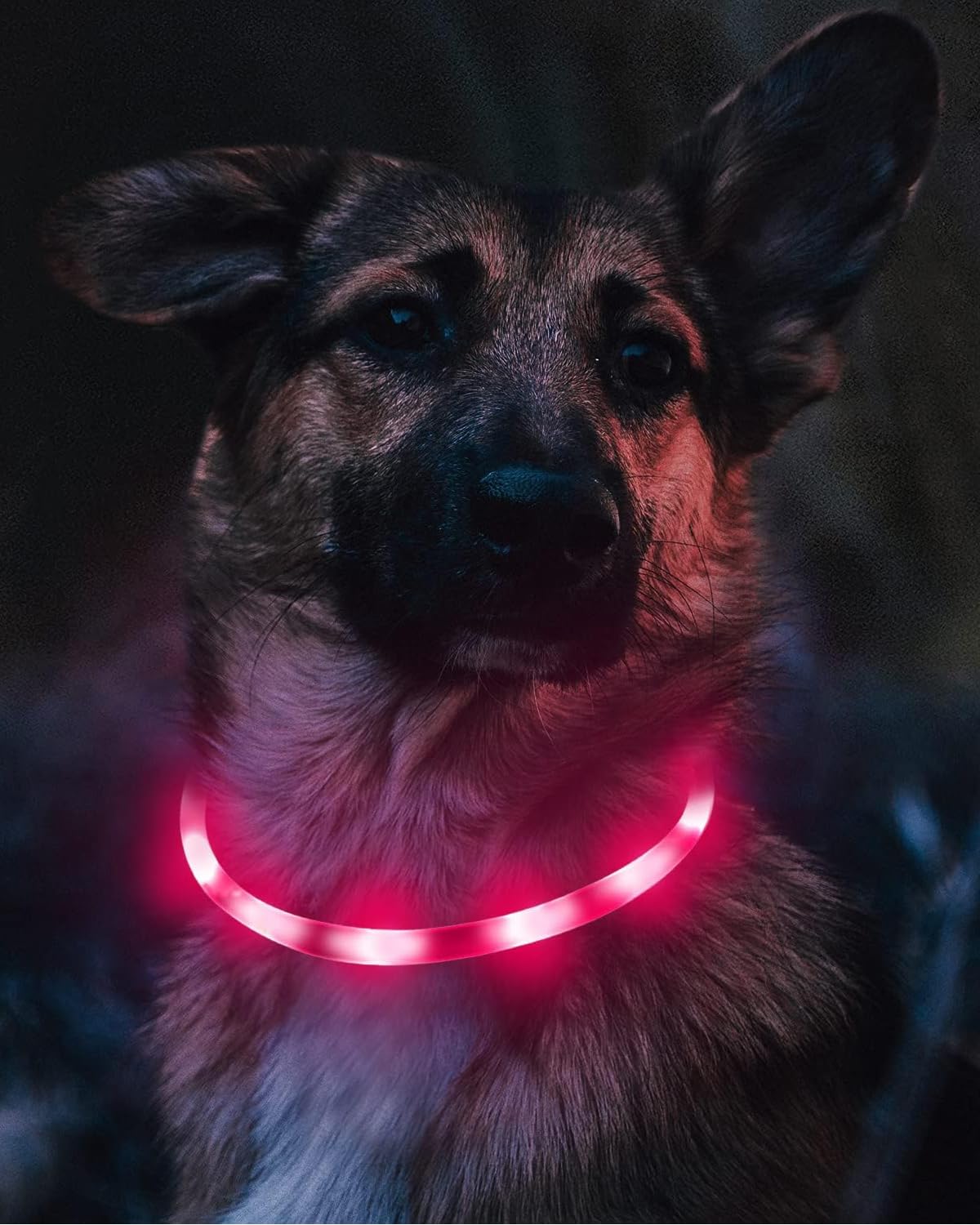 Joytale rainproof silicone dog collar ready for wet conditions.