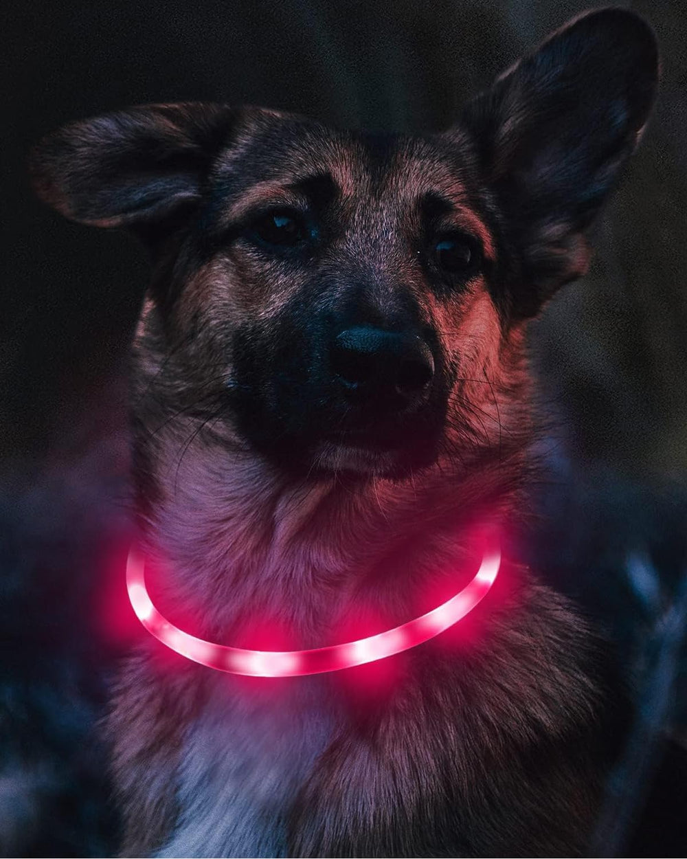 Joytale rainproof silicone dog collar ready for wet conditions.