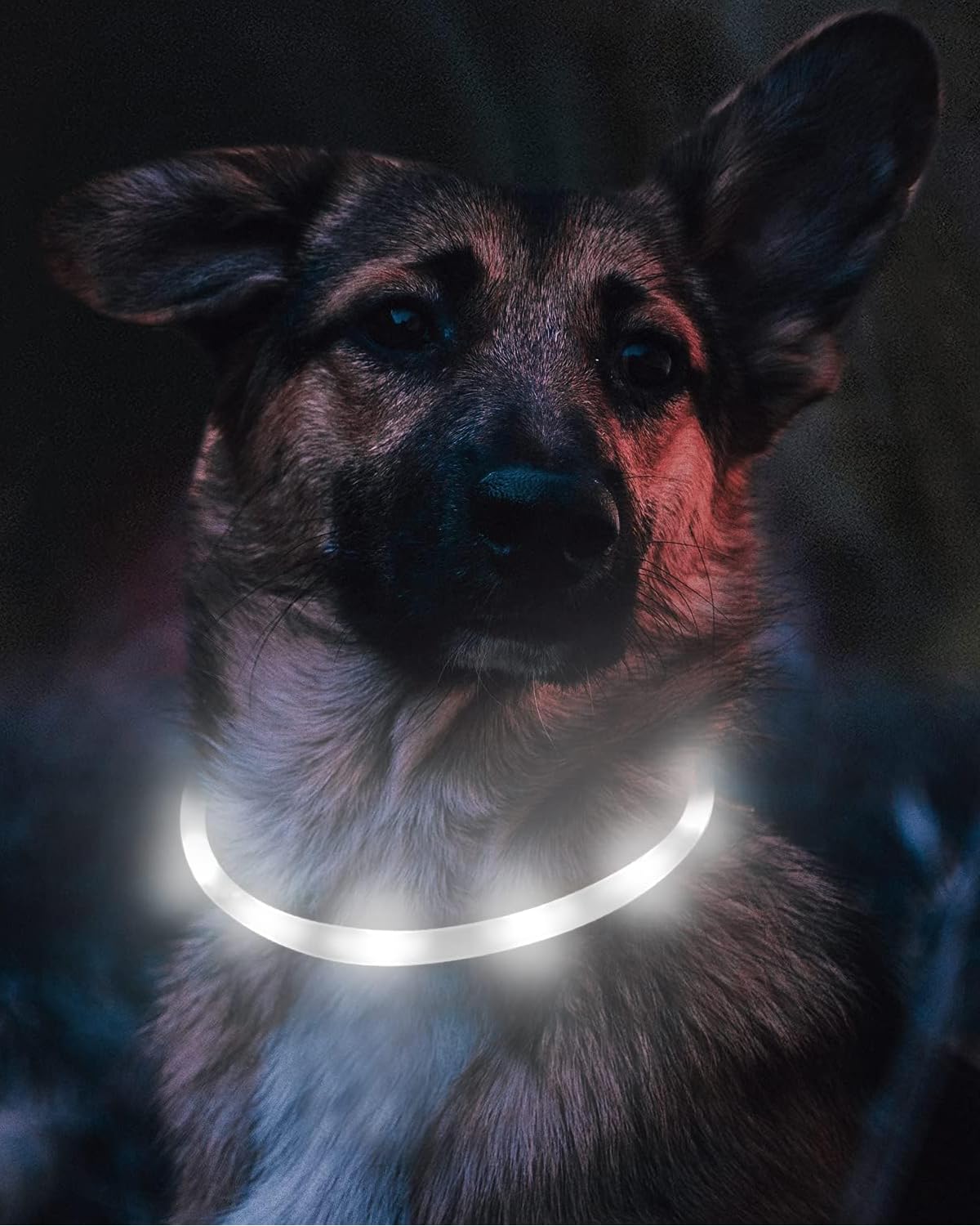 Joytale USB-C rechargeable collar ready for quick power on camping trips.