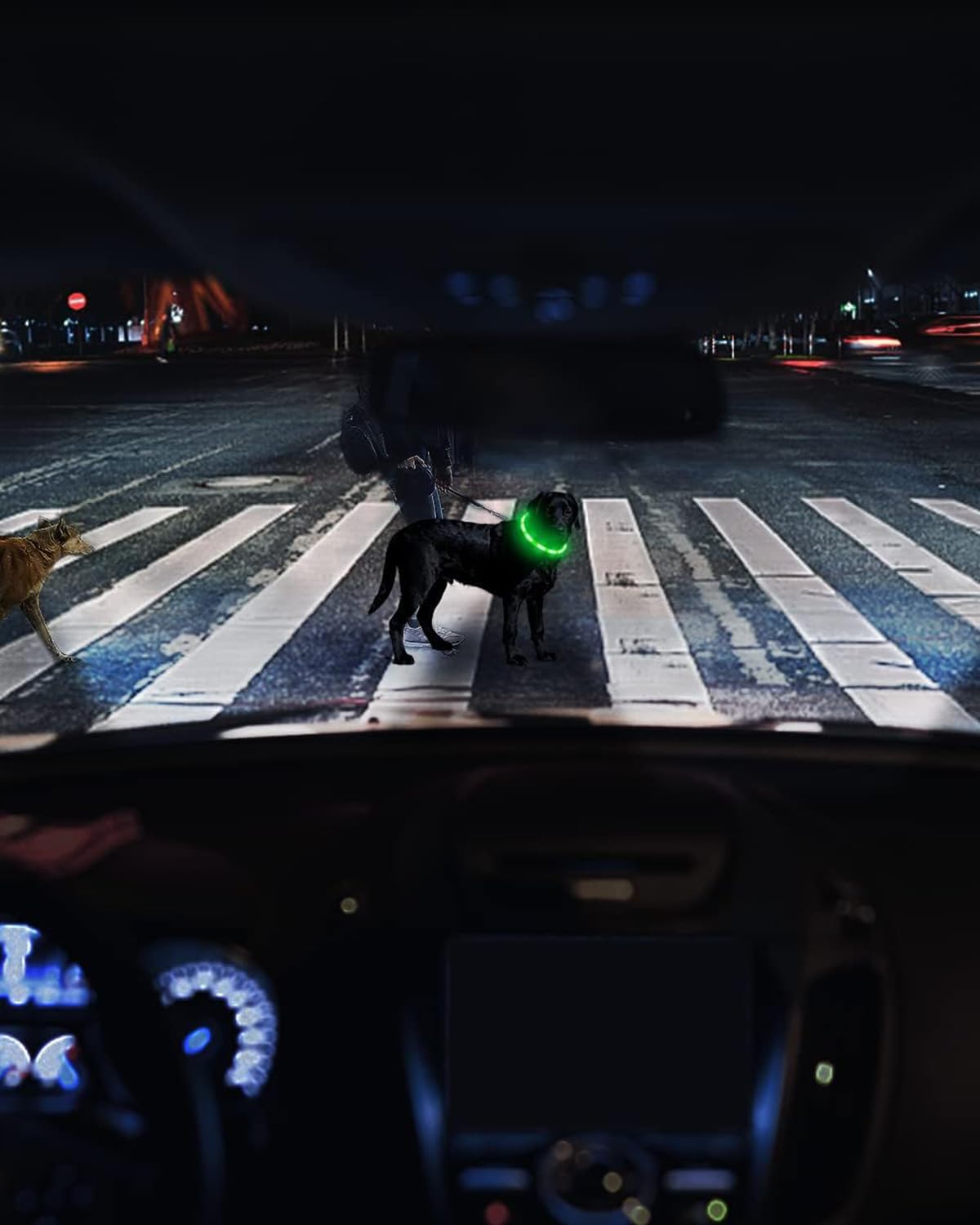 Joytale Light Up Dog Collar USB-C recharge for quick power.