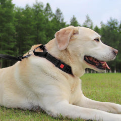 Joytale martingale collar adjustable buckle close-up for secure fit