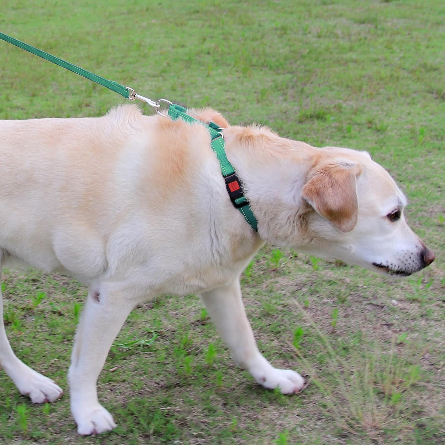Joytale Martingale Collar adjustable-fit with teal nylon for versatile sizing across breeds.