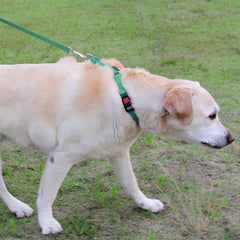 Joytale Martingale Collar adjustable-fit with teal nylon for versatile sizing across breeds.