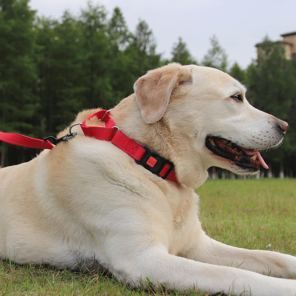 Joytale Martingale Collar adjustable buckle demonstrates snug fit for varied neck sizes.