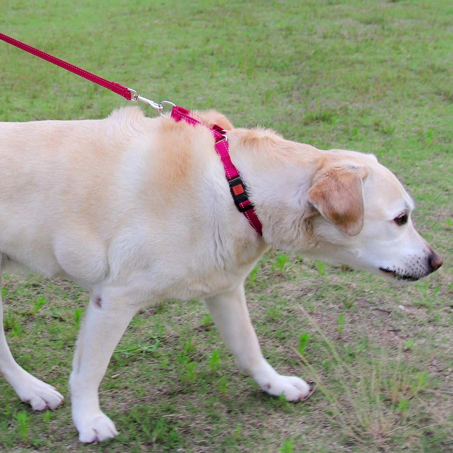 Joytale Martingale Collar durable nylon construction withstands daily wear.