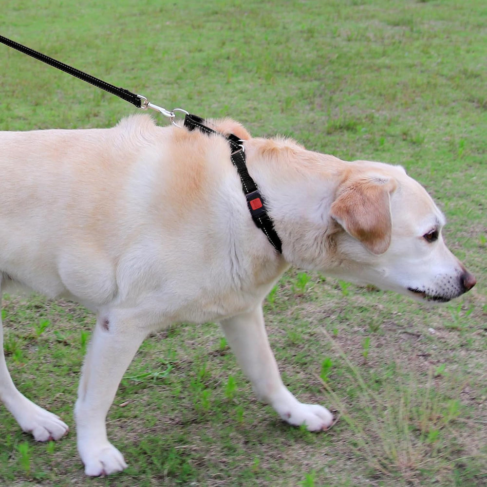 Joytale martingale collar quick-release buckle for easy emergency removal