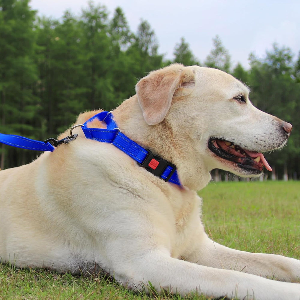 Joytale martingale collar quick-release buckle enabling fast, safe removal in emergencies