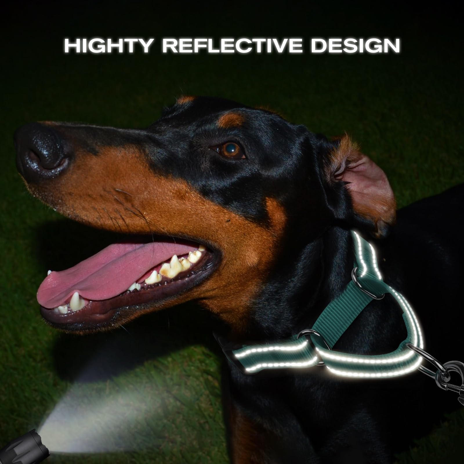 Joytale Martingale Collar reflective-strap enhances visibility during evening walks.