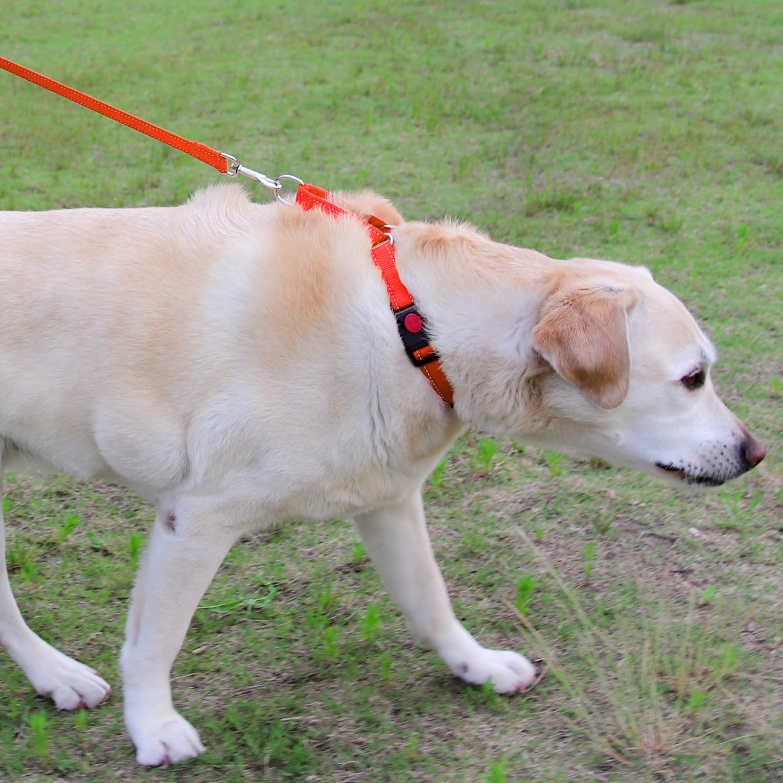 Joytale Martingale collar reflective strip detail for enhanced low-light visibility.